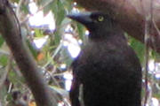 Black Currawong (Strepera fuliginosa)